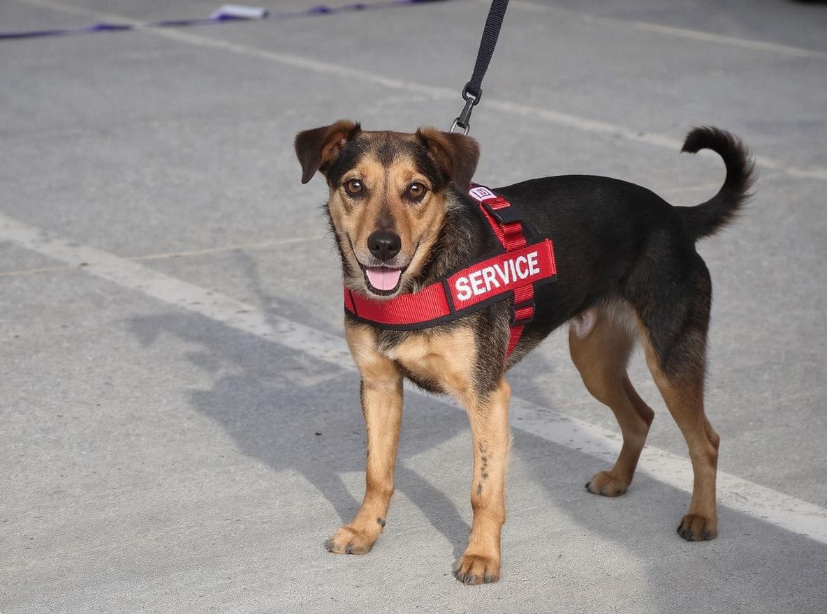 Service Dog in Parking Lot